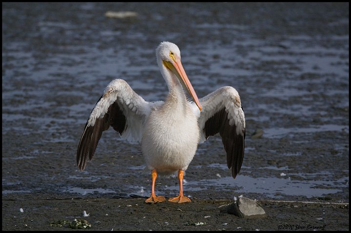 _0SB3126 american white pelican.jpg